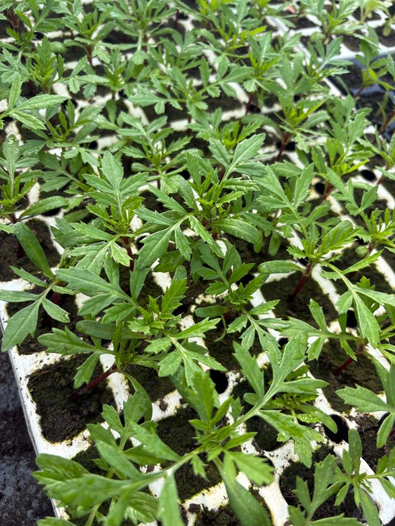 Marigolds/plug plants 