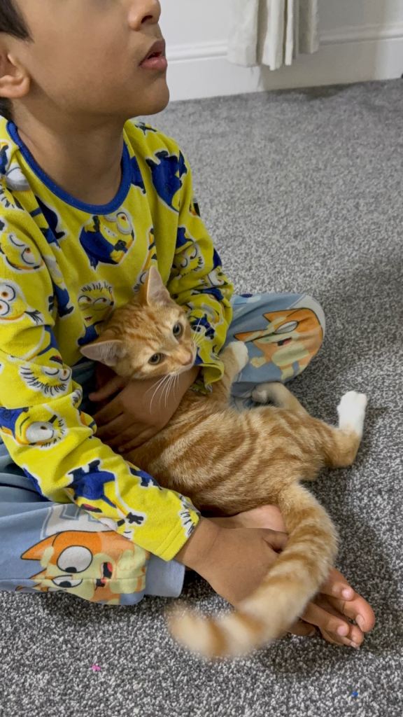 Four month old kitten 