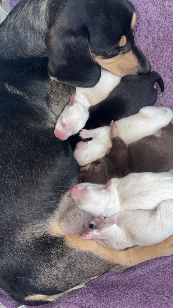 Gorgeous Miniature Dacshund Puppies