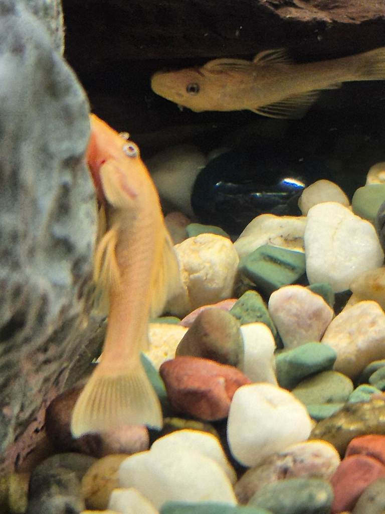 Lemon bristlenose plecs 5cm