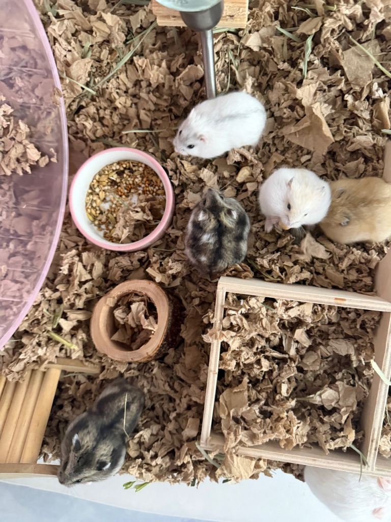 Baby dwarf hamsters 