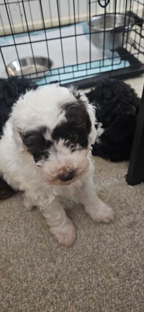 Beautiful toy poodles 