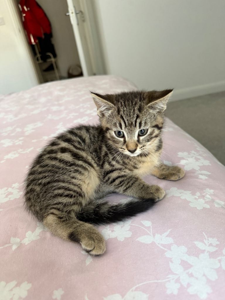 Male Tabby Kitten