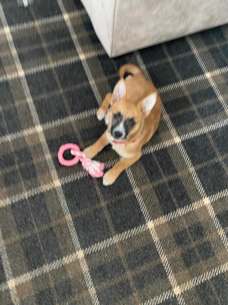 Puppy - Yorkie /Pom