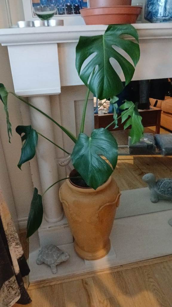House plant