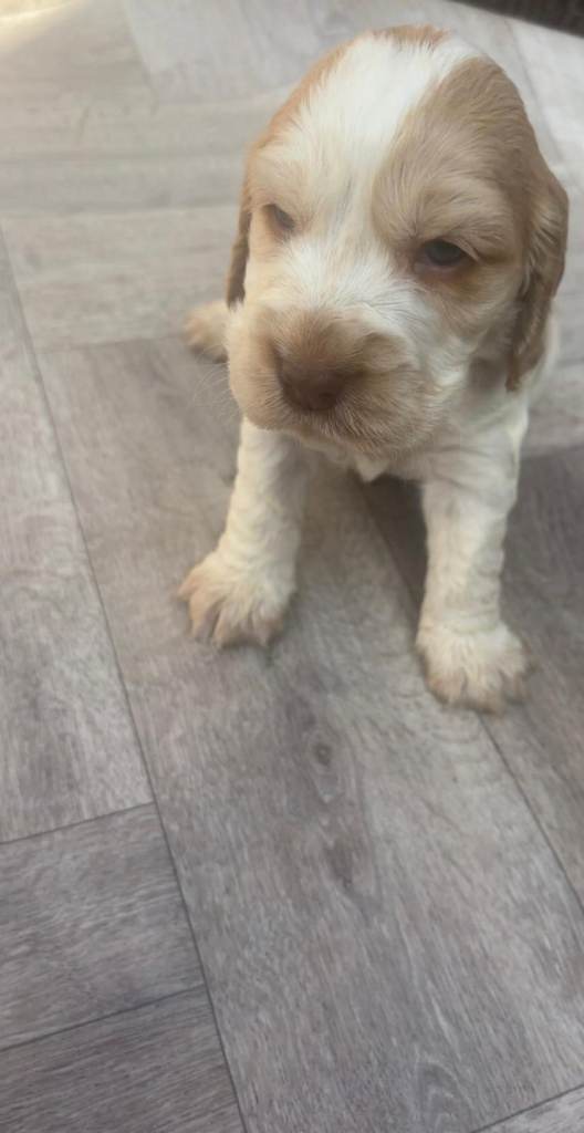 Show-Type Cocker spaniels last boy and girl available e 
