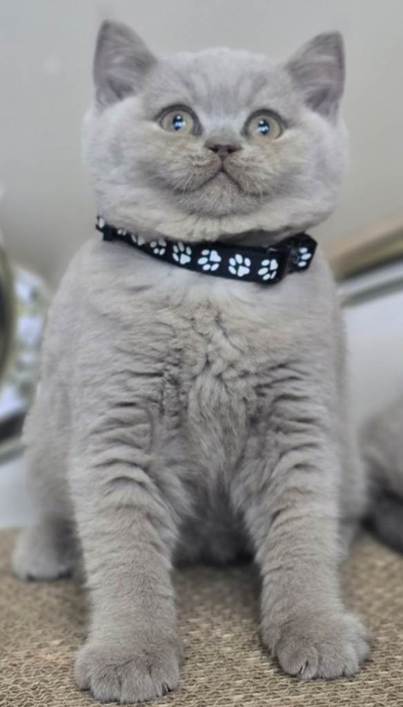 Gorgeous British Short Hair Lilac Kittens Lilac 