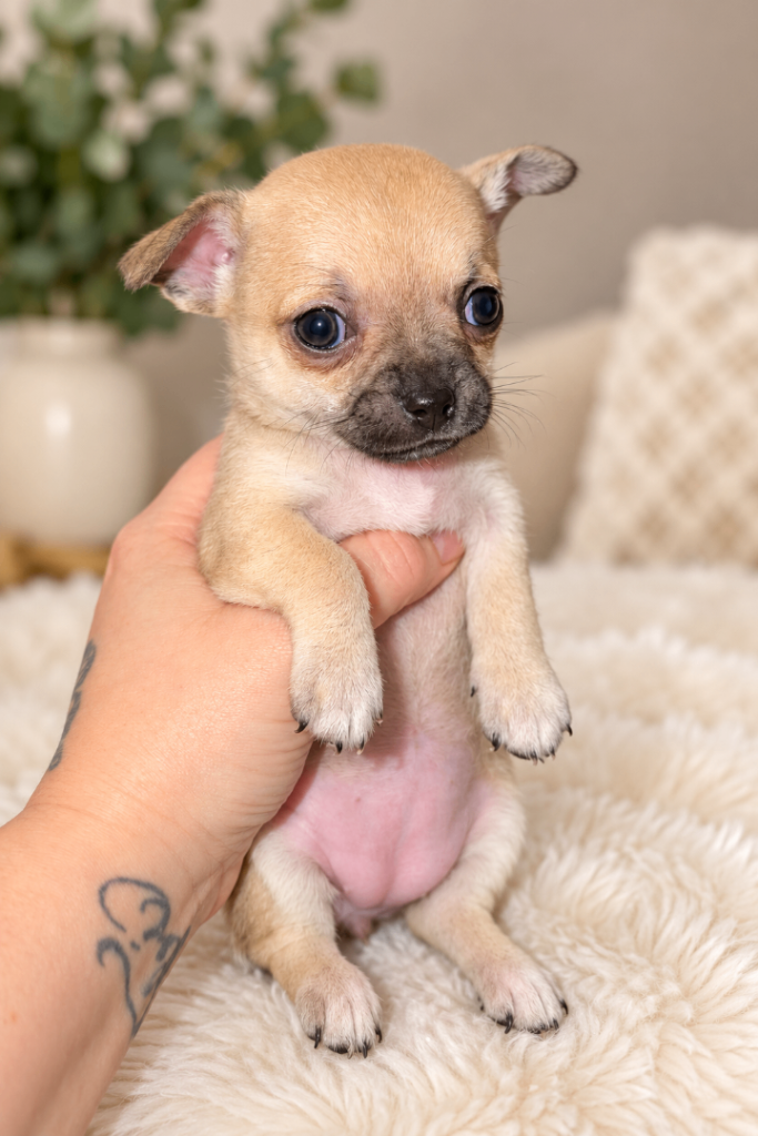 Beautiful Chihuahua Puppies Available to Reserve