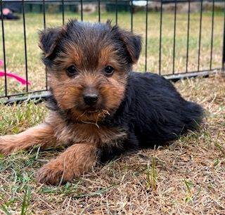 BORDER X JRT PUPPIES, READY FOR NEW HOMES NOW