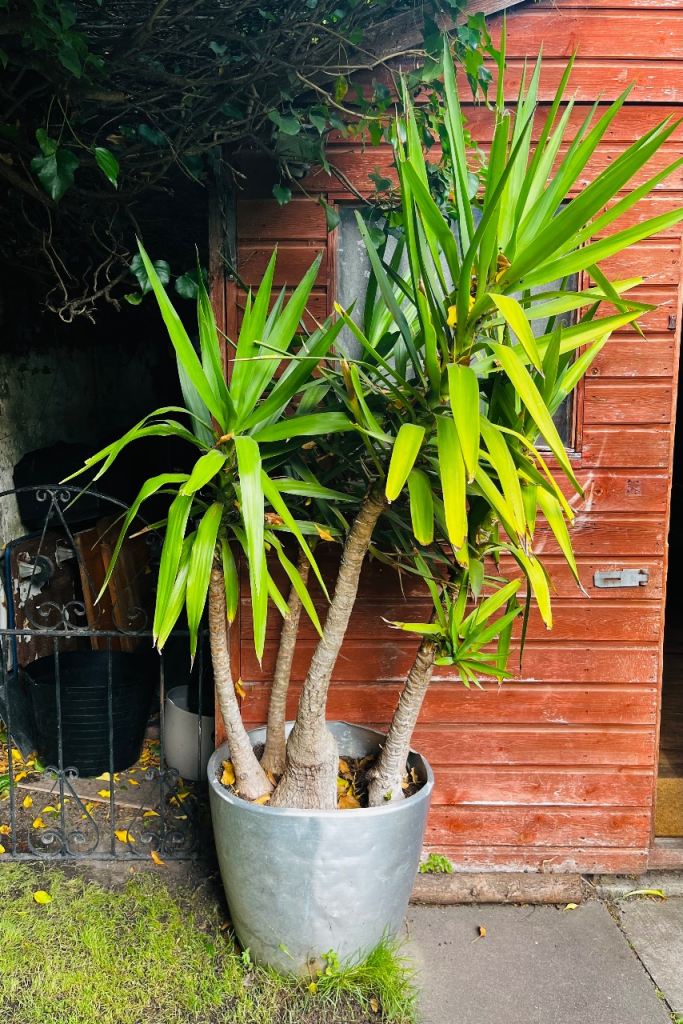 Large Outdoor Yucca Plant (palm tree)