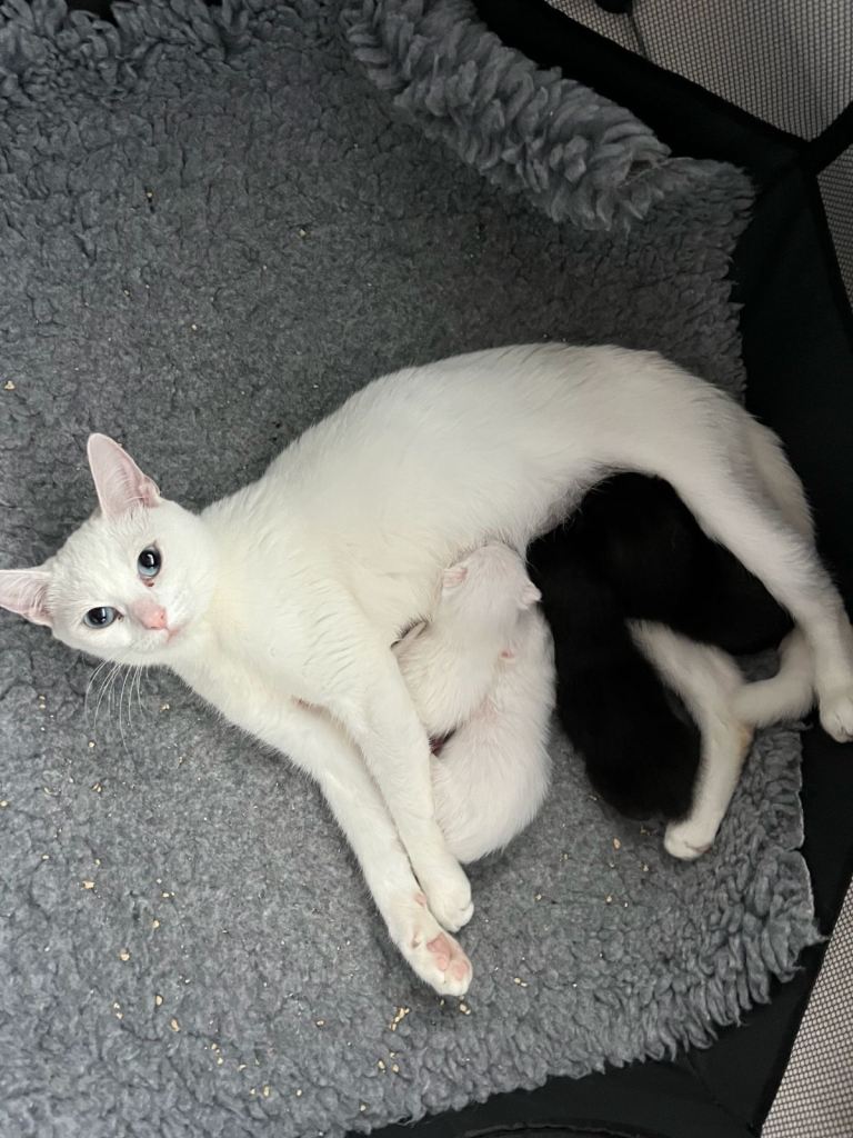 Khao manee x DSH