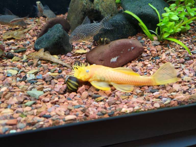 1x Ancistrus Lemon Bristlenose L144 Aquarium Tropical Full Size