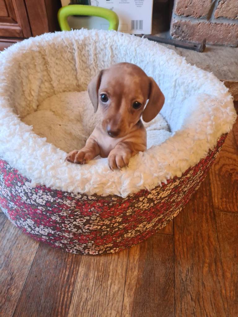 Miniature Dachshund Puppies 