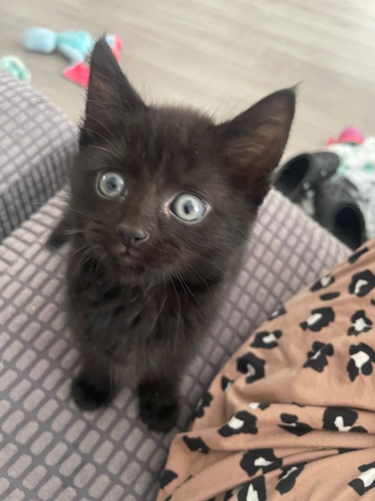 10week kitten 