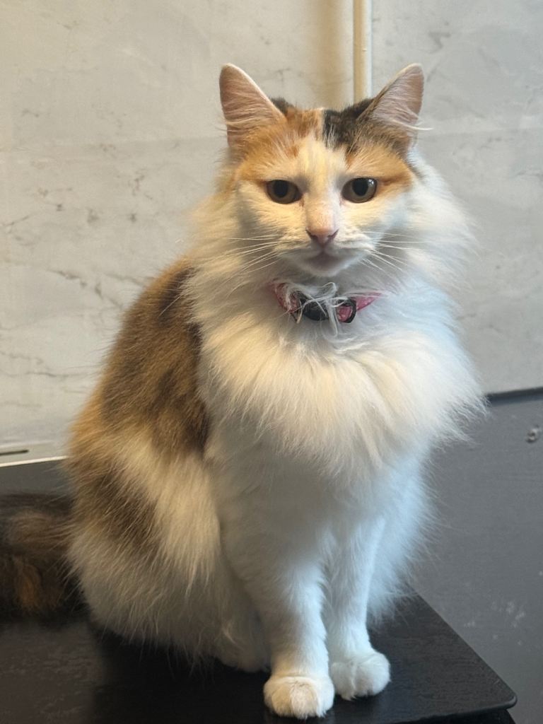 2 cats to rehome 
