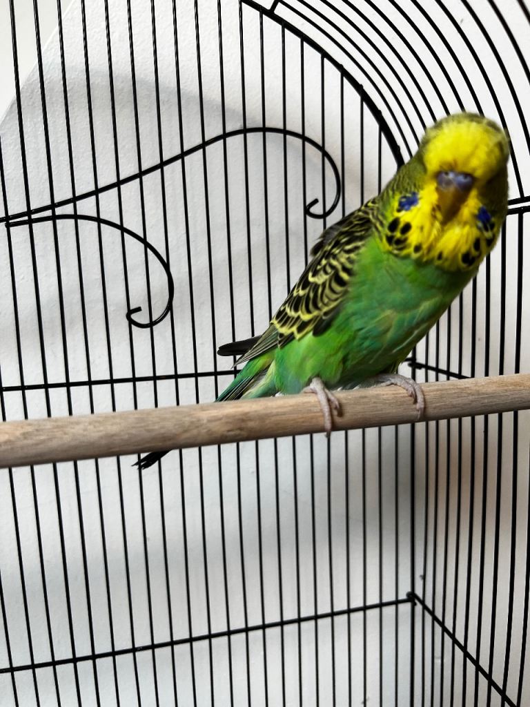 Beautiful Home Bred Young Budgies Looking for Loving Homes