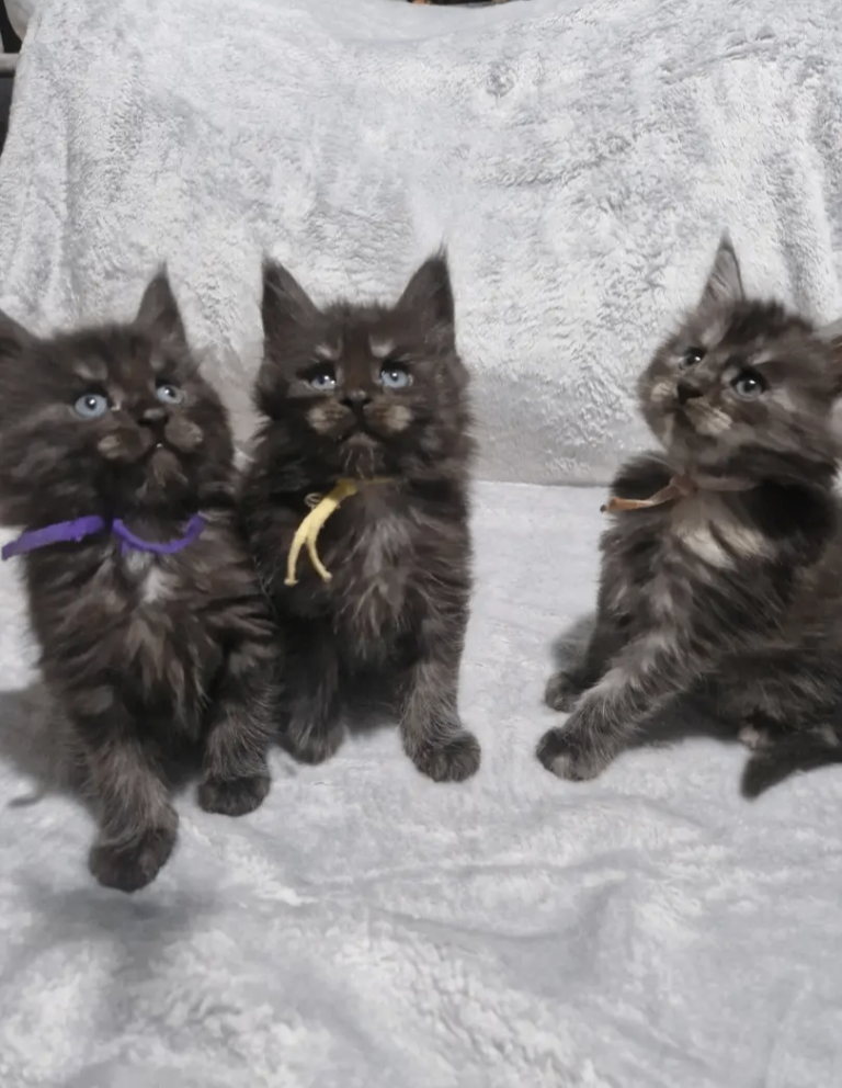 Stunning mainecoon kittens available😍