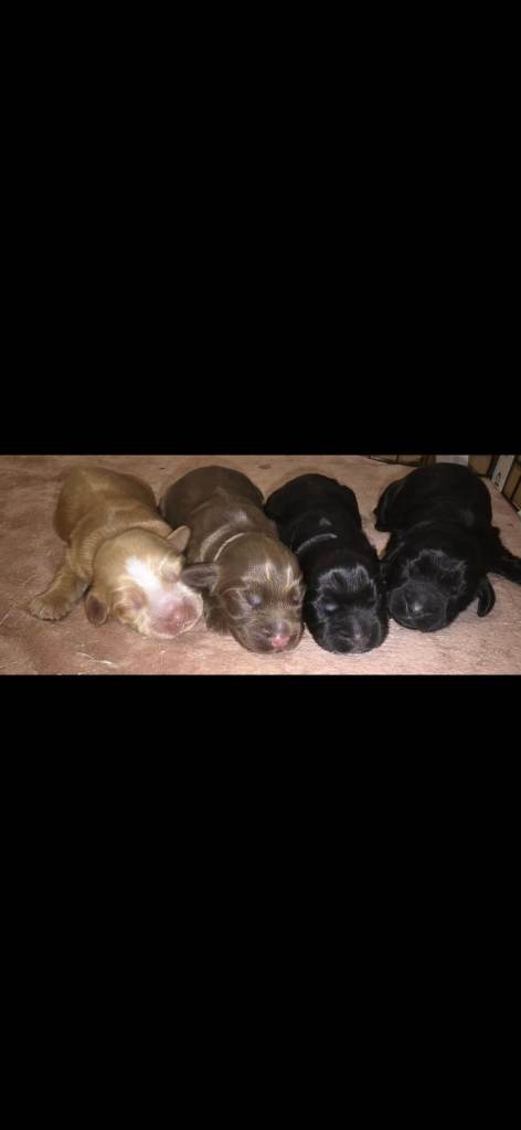 Cocker spainiel puppies