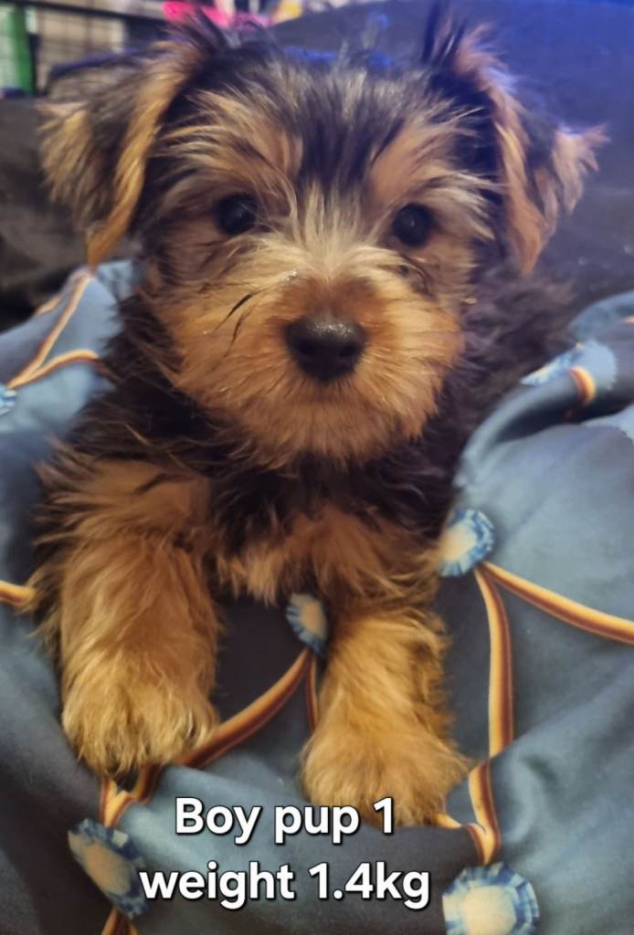 Full breed Yorkshire terrier puppies 
