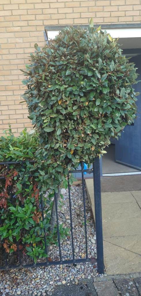 Mature Bay Tree Standard 180 x 100