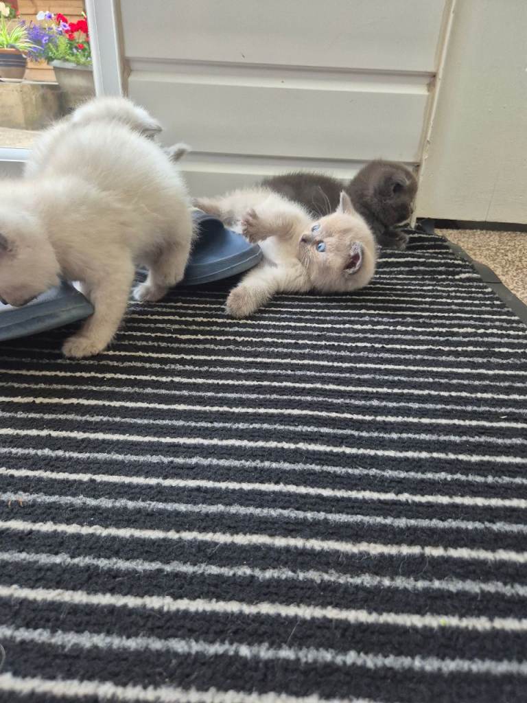 Kittens 