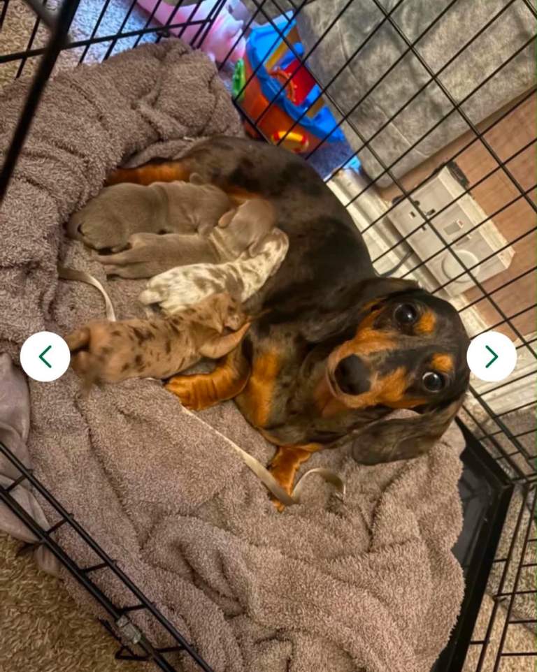 Miniature dachshund pups 
