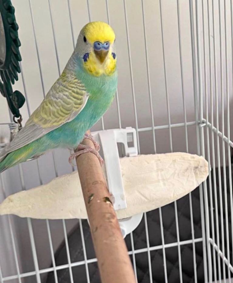 Bonded pairs 5 months old with new cage £150