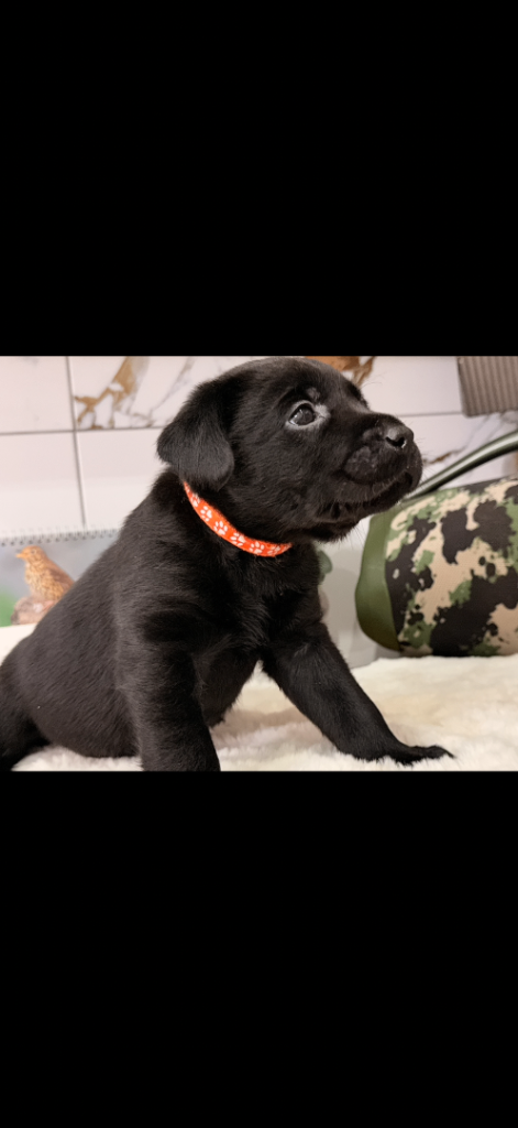 Pure Labrador puppies for sale