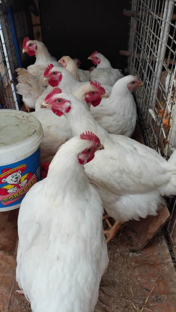 Chicken 