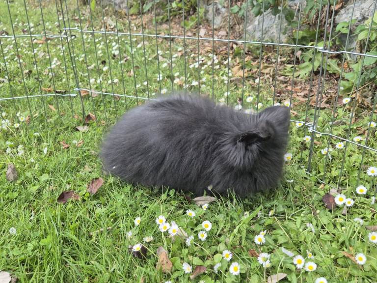 Young Male Lionhead Rabbit With Fluffy Black / Grey Fur