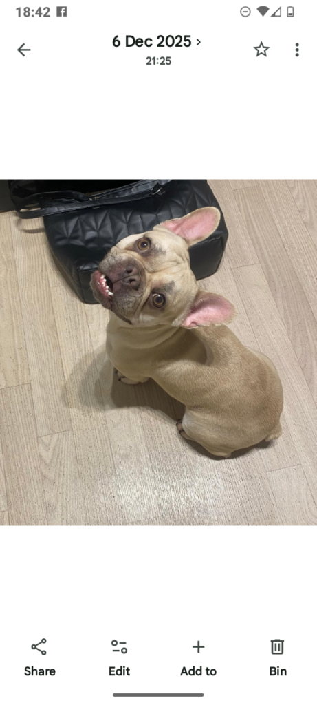 Female french bulldog 