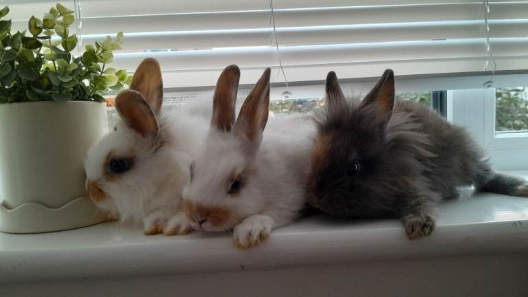 beautiful babies ready to leave! :) 