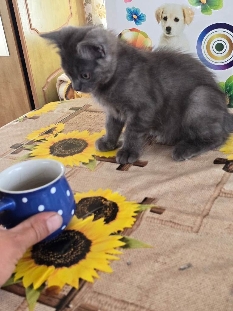 Kitten 1 boy 