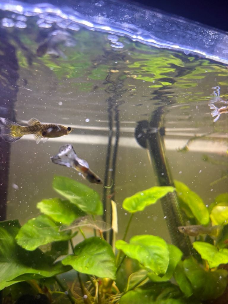 13 Adult Guppies 