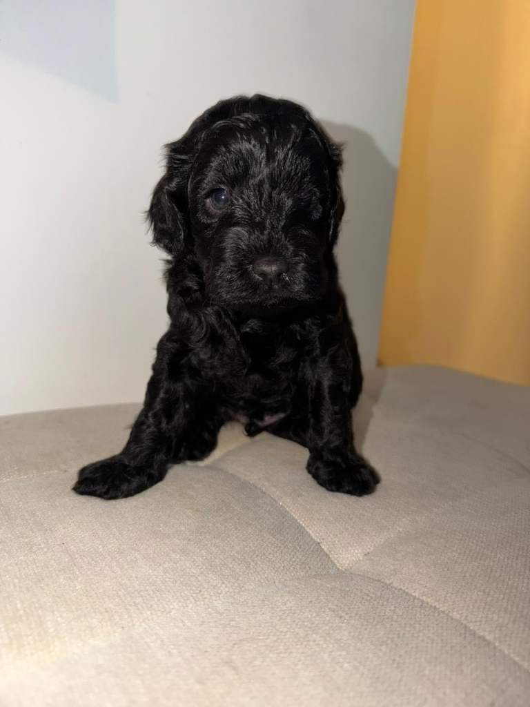 🐾 F1b Cockapoo Puppies – Basildon 🐾