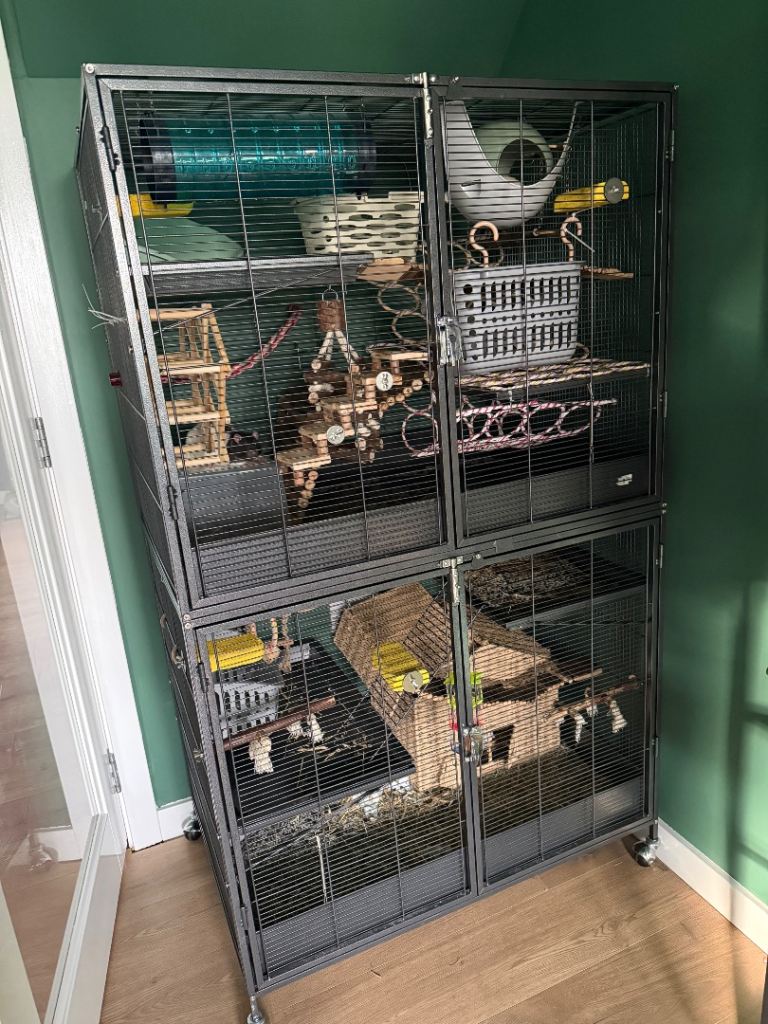 4 male rats