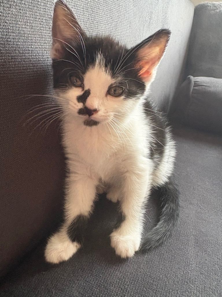 female kitten 15 weeks old very friendly and cuddly