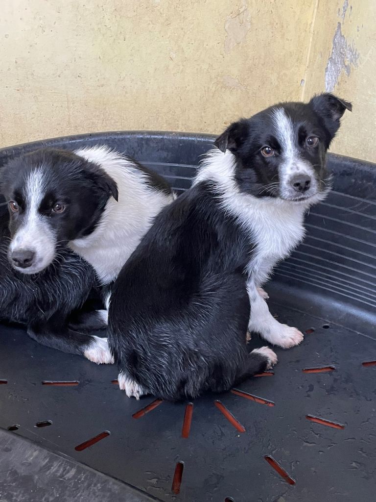 Collie pups for sale 