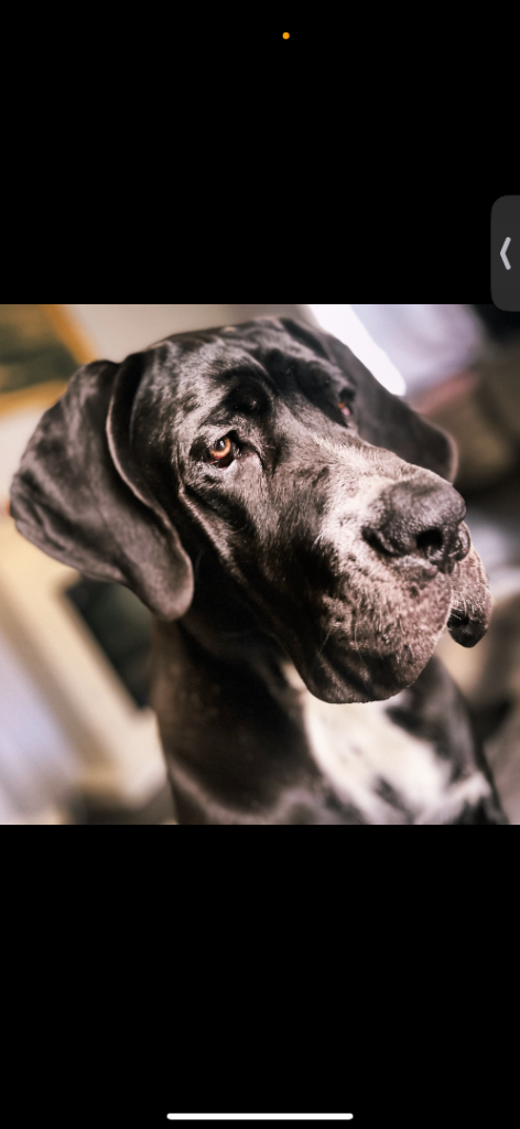 Rosie- 2 year old great dane