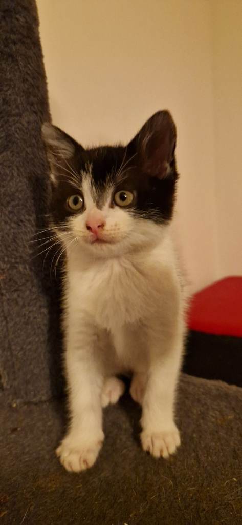 kittens 
