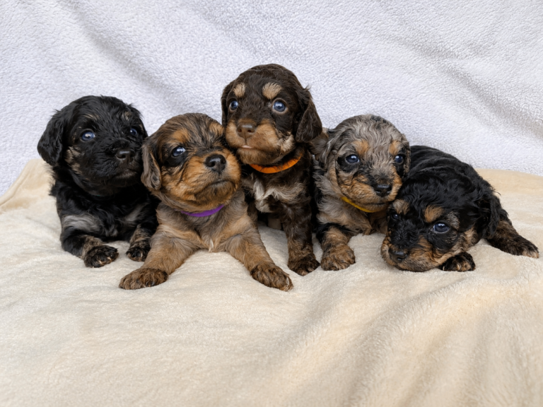 Cockapoo mixed puppies available 