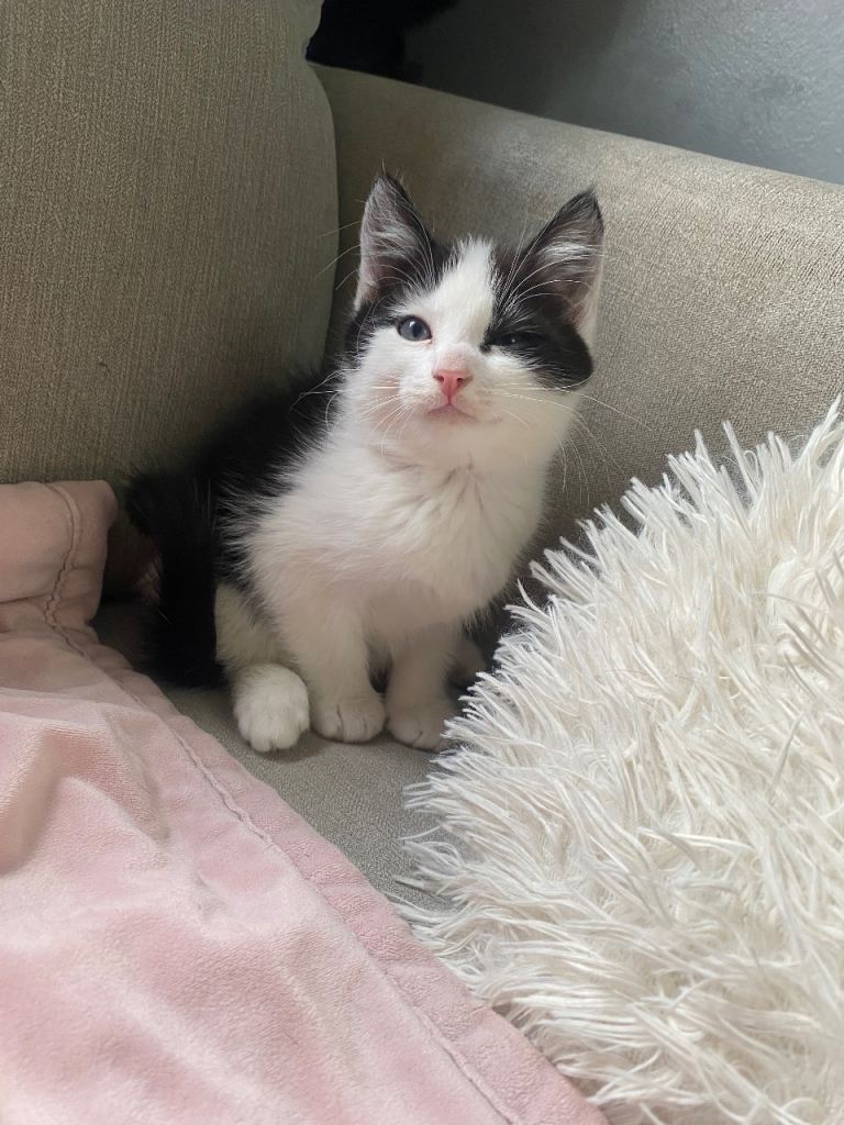 Kittens 
