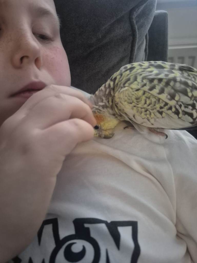 Lovely cockatiels ! We have 2 left !  ❣️