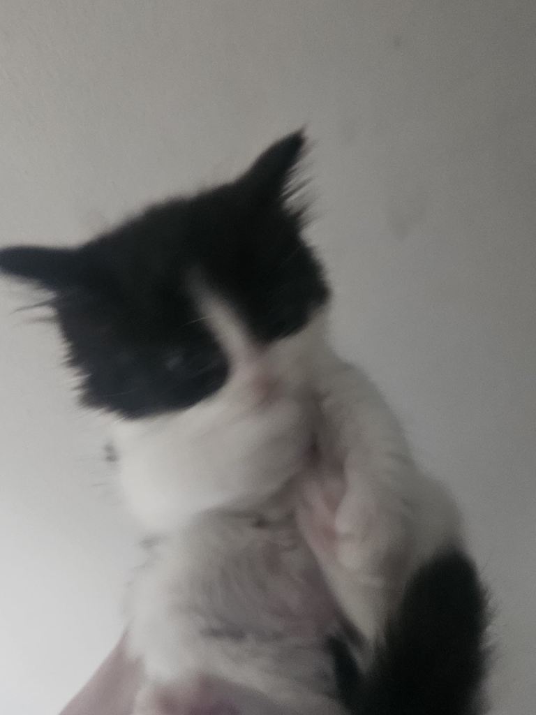 Kittens