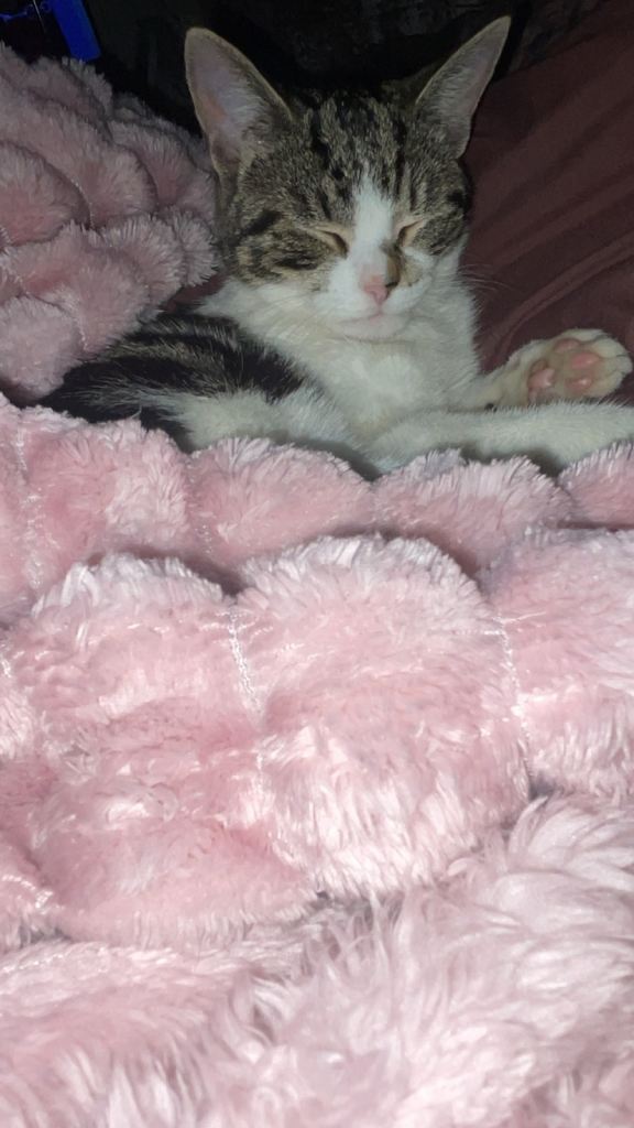 2 cats for sale cheap 