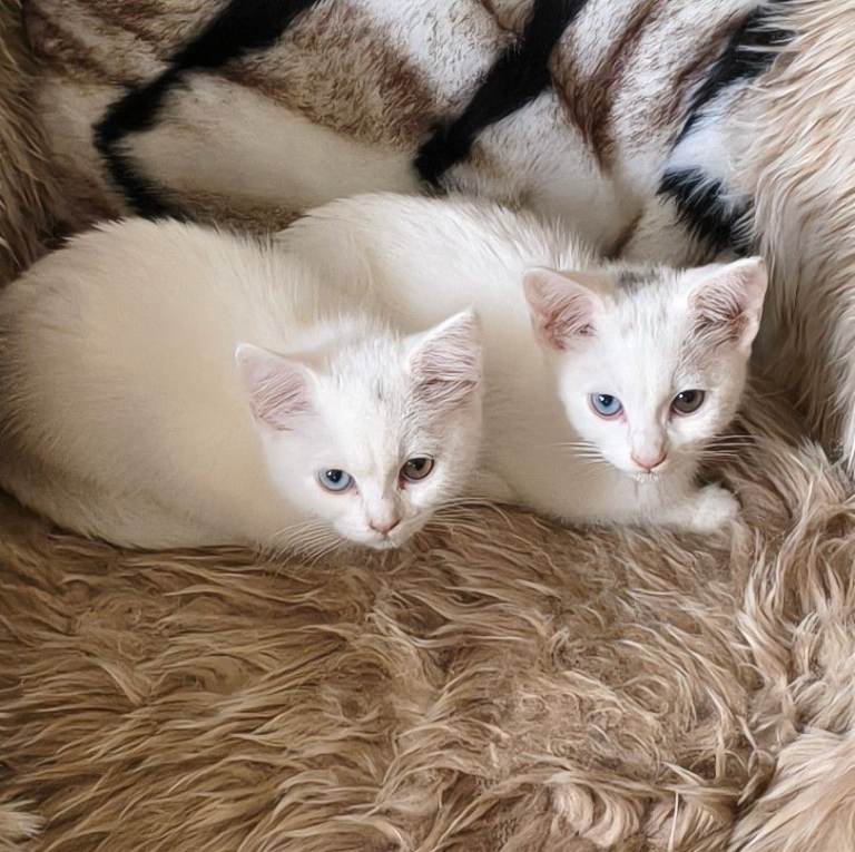 Turkish Angora kittens ; M & F. Price is for both.