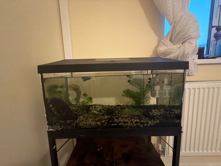 Free fish and tank 