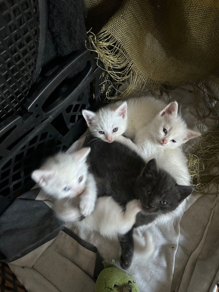 Adorable Kittens for Sale 