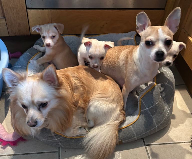 Chihuahua Puppies For Sale 
