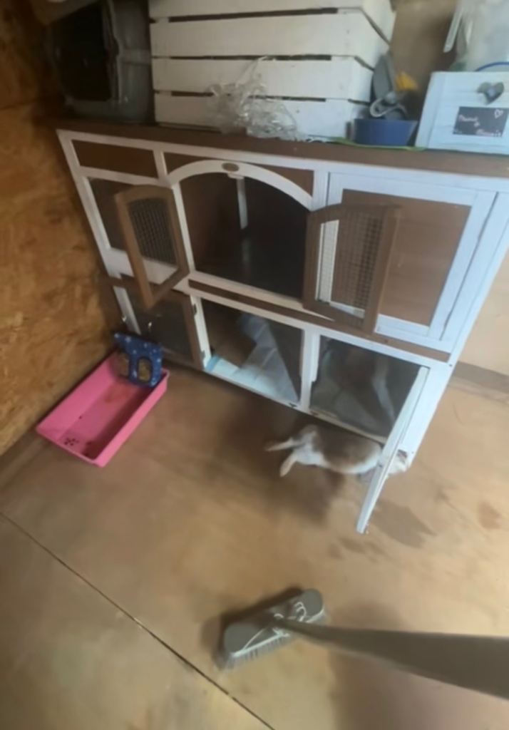 Pawhut hutch + hay